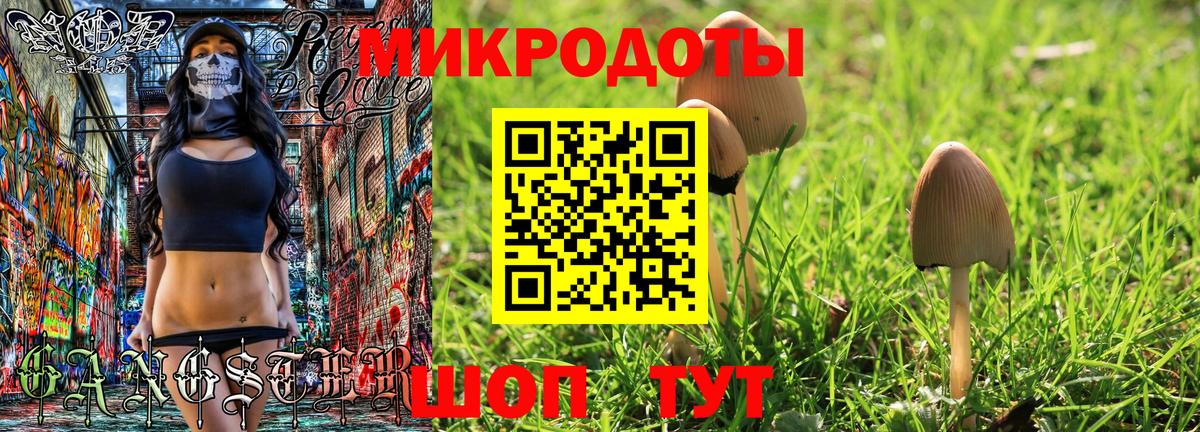Псилоцибиновые грибы Psilocybe Волоколамск
